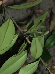 Myrceugenia planipes