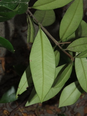 Myrceugenia planipes