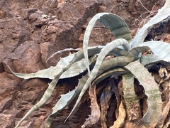 Agave sobria