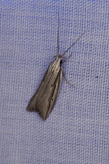 Bida radiosella