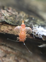 Phellopsylla formicosa