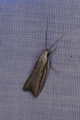 Bida radiosella