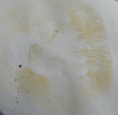 Lactarius chelidonium