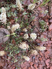Ptilotus spathulatus
