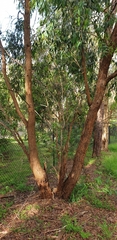Eucalyptus dives