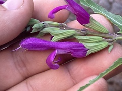 Salvia peninsularis