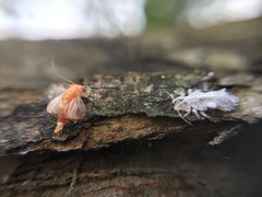 Phellopsylla formicosa