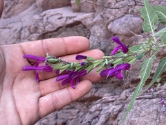 Salvia peninsularis