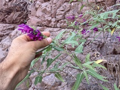 Salvia peninsularis