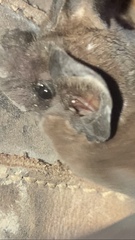 Nyctinomops laticaudatus