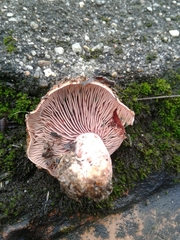Lactarius sanguifluus