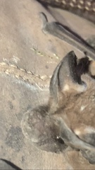 Nyctinomops laticaudatus