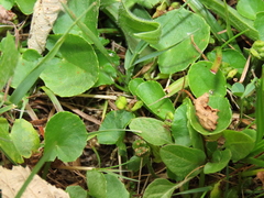 Centella asiatica