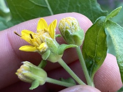 Verbesina oligocephala
