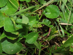 Centella asiatica