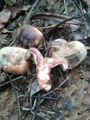Lactarius sanguifluus