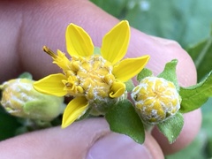 Verbesina oligocephala