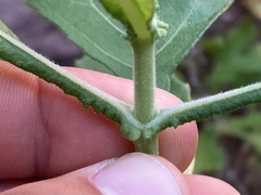 Verbesina oligocephala