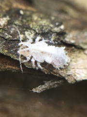 Phellopsylla formicosa