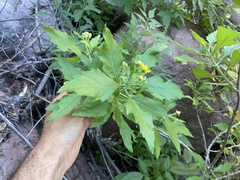 Verbesina oligocephala