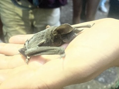 Nyctinomops laticaudatus