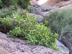 Verbesina oligocephala