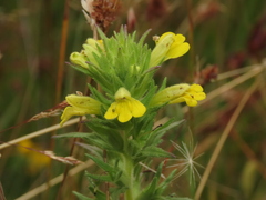 Bellardia viscosa