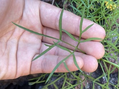 Coreocarpus dissectus