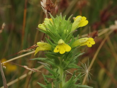 Bellardia viscosa