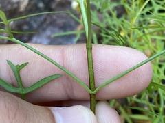 Coreocarpus dissectus