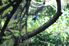 Melanerpes aurifrons