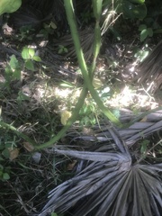 Hylocereeae