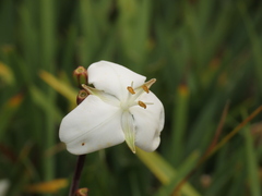 Libertia chilensis