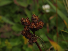 Libertia chilensis