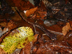 Speleomantes italicus