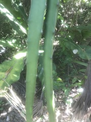 Hylocereeae