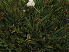 Libertia chilensis