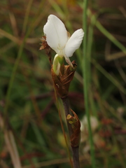 Libertia chilensis