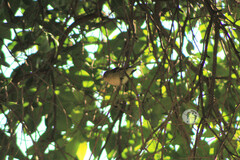 Vireo cassinii