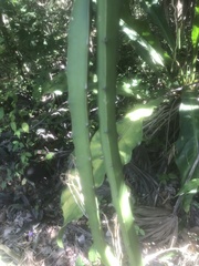 Hylocereeae