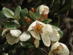 Eucryphia cordifolia