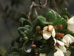 Eucryphia cordifolia