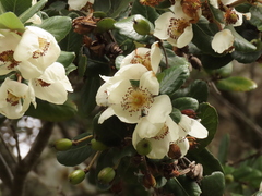 Eucryphia cordifolia