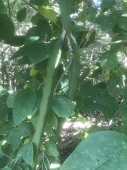 Hylocereeae