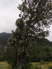 Eucryphia cordifolia