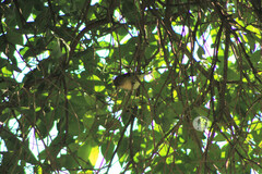 Vireo cassinii
