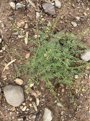 Carrichtera annua