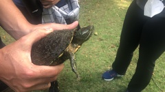 Trachemys callirostris