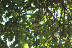 Vireo cassinii