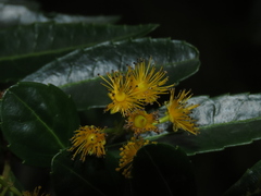 Azara lanceolata